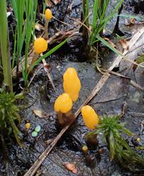 Attēlu rezultāti vaicājumam “Mitrula paludosa”