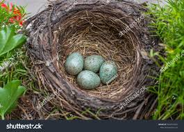Attēlu rezultāti vaicājumam “Turdus merula nest”