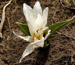 Attēlu rezultāti vaicājumam “Colchicum szovitsii subsp. szovitsii flower”
