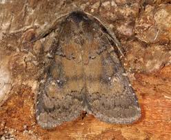 Attēlu rezultāti vaicājumam “Rusina ferruginea female”
