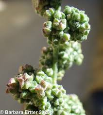 Image result for Chenopodium album