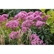 Attēlu rezultāti vaicājumam “Eupatorium cannabinum flower”