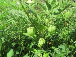 Attēlu rezultāti vaicājumam “Physarum flavidum stalked”