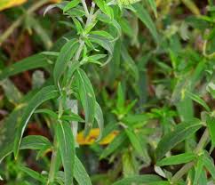 Attēlu rezultāti vaicājumam “Mentha longifolia”