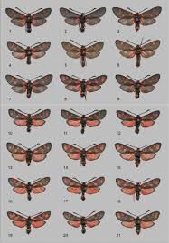 Attēlu rezultāti vaicājumam “Zygaena cocoon”