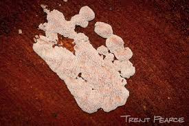 Attēlu rezultāti vaicājumam “Antrodia albida”