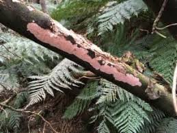 Attēlu rezultāti vaicājumam “Corticium roseum”