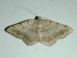 Attēlu rezultāti vaicājumam “Macaria signaria”