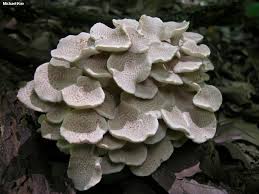 Attēlu rezultāti vaicājumam “Polyporus”