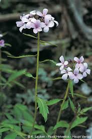 Attēlu rezultāti vaicājumam “Cardamine bulbifera leaf”