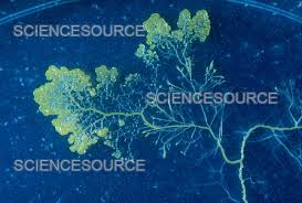 Attēlu rezultāti vaicājumam “Physarum murinum spores”