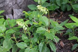 Attēlu rezultāti vaicājumam “Orthilia secunda”