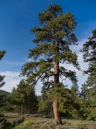 Attēlu rezultāti vaicājumam “Pinus ponderosa”