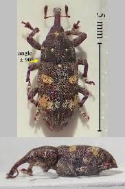 Attēlu rezultāti vaicājumam “Pissodes castaneus”