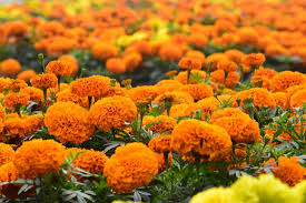 Attēlu rezultāti vaicājumam “Tagetes flower”