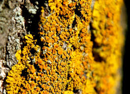 Attēlu rezultāti vaicājumam “Xanthoria candelaria”