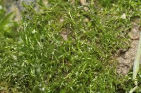 Attēlu rezultāti vaicājumam “Dicranella staphylina”