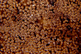 Attēlu rezultāti vaicājumam “Merismodes anomala”