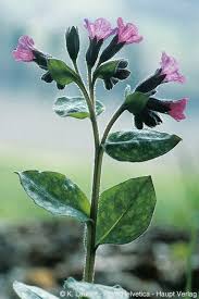 Image result for Pulmonaria officinalis