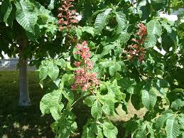 Attēlu rezultāti vaicājumam “Aesculus x hybrida leaf”