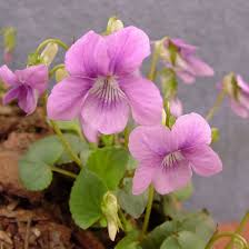 Attēlu rezultāti vaicājumam “Viola rupestris flower”