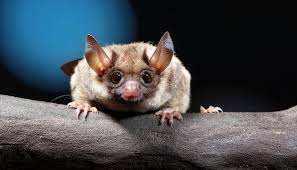 Attēlu rezultāti vaicājumam “Pipistrellus nathusii”