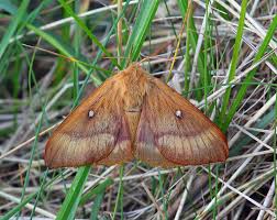Attēlu rezultāti vaicājumam “Lasiocampa quercus”