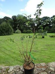 Attēlu rezultāti vaicājumam “Ulmus minor f. suberosa”