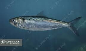 Image result for Alosa fallax