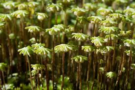 Attēlu rezultāti vaicājumam “Marchantiopsida”