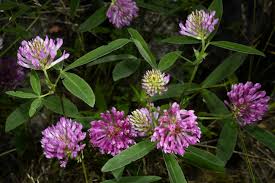 Attēlu rezultāti vaicājumam “Trifolium medium”