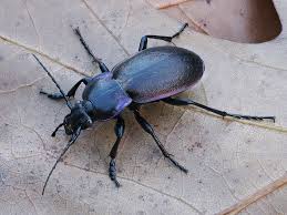 Attēlu rezultāti vaicājumam “Carabus nemoralis”