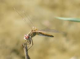 Attēlu rezultāti vaicājumam “Sympetrum”