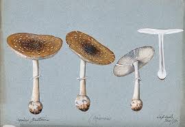 Attēlu rezultāti vaicājumam “Amanita pantherina”