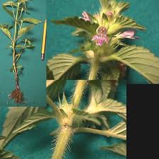 Attēlu rezultāti vaicājumam “Galeopsis tetrahit flower”