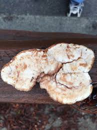 Attēlu rezultāti vaicājumam “Postia fragilis”