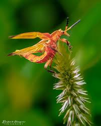 Attēlu rezultāti vaicājumam “Rhagonycha fulva”
