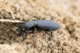 Attēlu rezultāti vaicājumam “Broscus cephalotes”