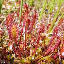 Attēlu rezultāti vaicājumam “Drosera rotundifolia”