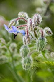 Attēlu rezultāti vaicājumam “Borago officinalis bud”