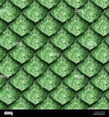 Image result for reptile scales
