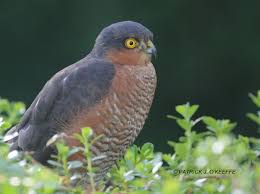 Attēlu rezultāti vaicājumam “Accipiter nisus male”
