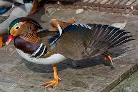 Attēlu rezultāti vaicājumam “Aix galericulata male”