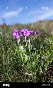 Attēlu rezultāti vaicājumam “Primula farinosa flower”