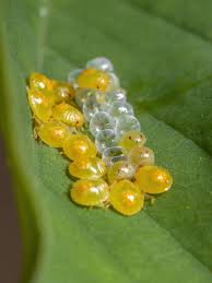 Attēlu rezultāti vaicājumam “Pentatomidae eggs”