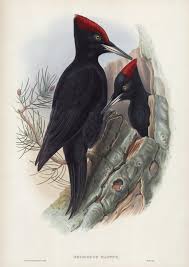 Attēlu rezultāti vaicājumam “Dryocopus martius”