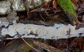 Attēlu rezultāti vaicājumam “Radulomyces confluens”