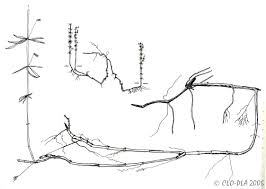 Attēlu rezultāti vaicājumam “Galium schultesii fruit”