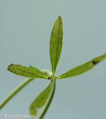 Attēlu rezultāti vaicājumam “Galium palustre fruit”