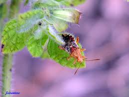 Attēlu rezultāti vaicājumam “Rhopalus maculatus imago”